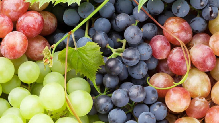Black America Must Embrace the Power of Grapes for Better Health